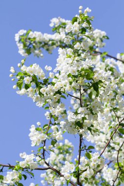 beyaz çiçekler apple yakın çekim doğa manzara