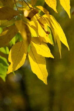 Sonbahar Orman, yaprak döken ağaçlar, peyzaj