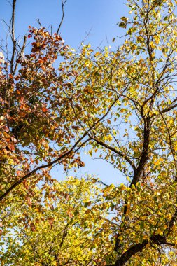 ağaç görünümünü aşağıdan gökyüzüne sonbahar manzara bırakır
