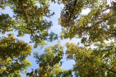 huş ağacı orman manzaralı gökyüzüne Sonbahar Doğa