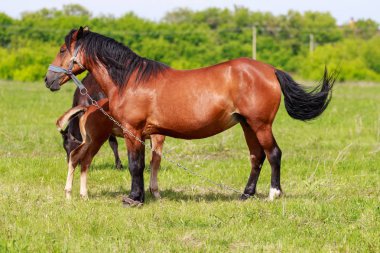 Bir kısrak ile bir Tay yeşil çayır üzerinde yakın çekim.