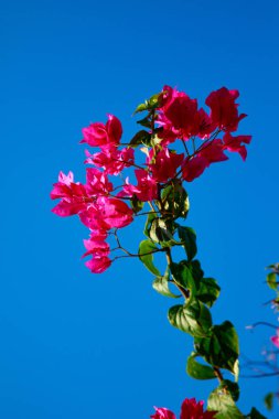 Begonvil parlak çiçek peyzaj