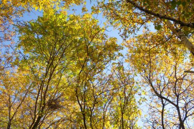 ağaç görünümünü aşağıdan gökyüzüne sonbahar manzara bırakır