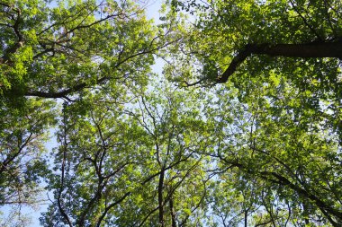 yeşil ağaçların altındaki mavi gökyüzü görünümü karşı
