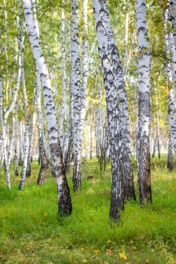 Sarı huş ağacı orman, geç sonbahar doğa manzara