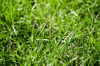 bulanık bokeh arka planı yeşil çimen