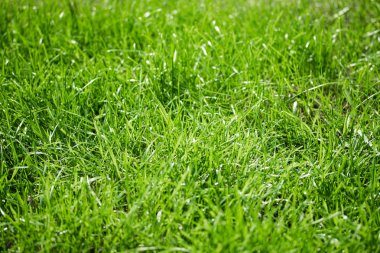 bulanık bokeh arka planı yeşil çimen