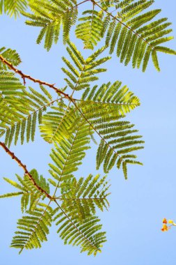 yeşil akasya gökyüzü arka plan üzerinde bırakır