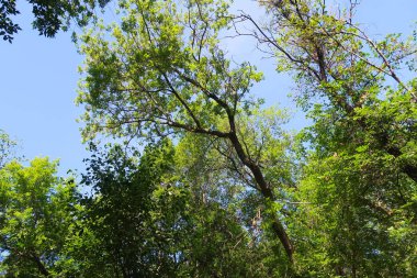yeşil ağaçların altındaki mavi gökyüzü görünümü karşı