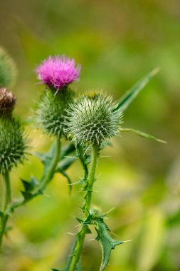 Thistle çiçek yakın çekim
