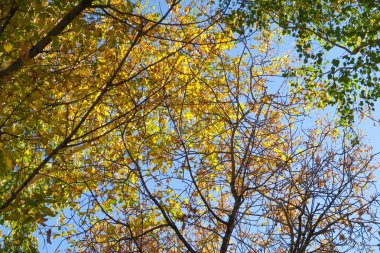 ağaç görünümünü aşağıdan gökyüzüne sonbahar manzara bırakır