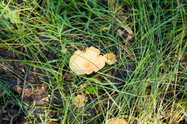 mantar orman doğa, manzara