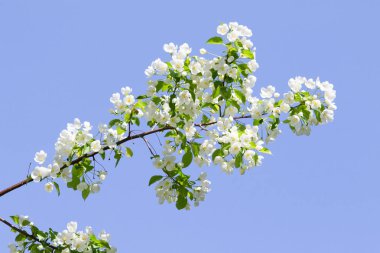 beyaz çiçekler apple yakın çekim doğa manzara