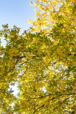 ağaç görünümünü aşağıdan gökyüzüne sonbahar manzara bırakır