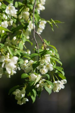 elma ağacı çiçek Peyzaj doğal
