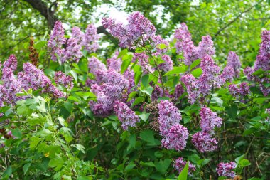 bir ağaç üzerinde parlak Lila çiçek
