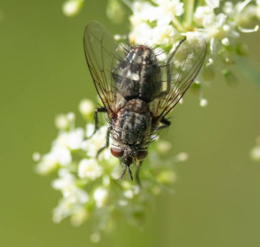 bir sinek bir bitki üzerinde oturur kadar yakın