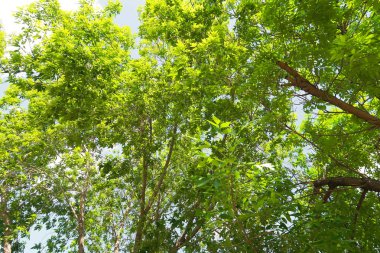 Aşağıdan yeşil orman bahar bakış bulutlar içine