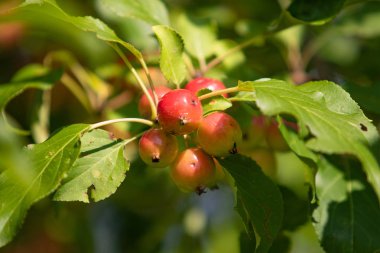 ağaç üzerinde olgunlaşmış küçük elma