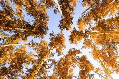 gökyüzü sonbahar arka planı sarı huş ağacı yaprakları