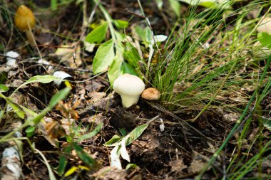 mantar orman doğa, manzara