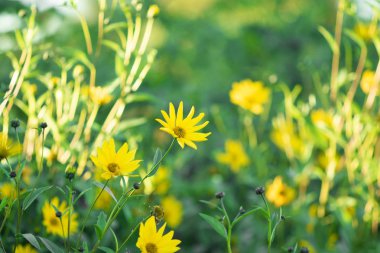 Sarı papatya çiçekler gökyüzü arka plan üzerinde