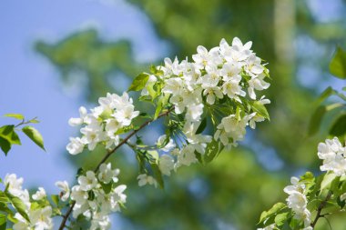elma ağacı çiçek Peyzaj doğal