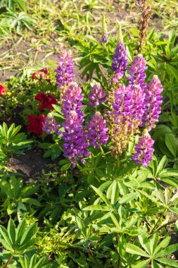 yeşil çimlerde mor çiçekler