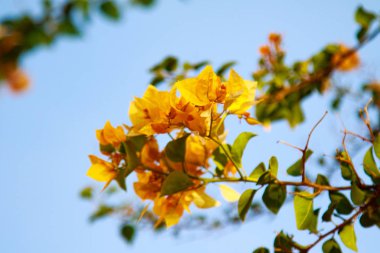 Begonvil parlak çiçek peyzaj