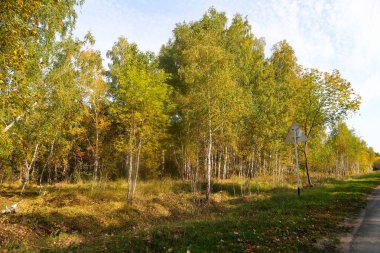 Sonbahar Orman Manzara Doğa