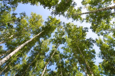 orman manzaralı aşağıdan gökyüzüne huş ağacı