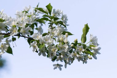 elma ağacı çiçek Peyzaj doğal