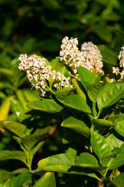 parlak tropikal çiçek yakın çekim