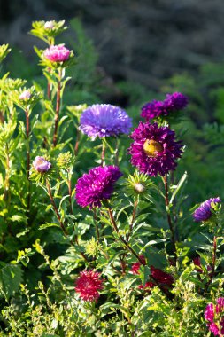 parlak çiçekler doğaya yakın çekim