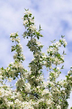 elma ağacı çiçek Peyzaj doğal