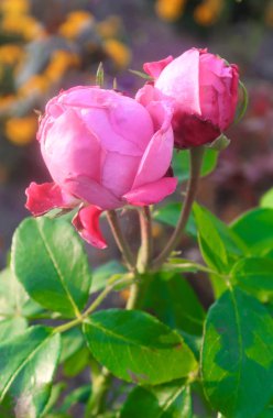 parlak çiçekler doğaya yakın çekim