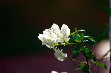 Yeşil Doğa Afrika ağaçlar