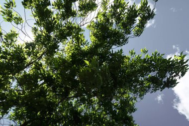 Aşağıdan yeşil orman bahar bakış bulutlar içine