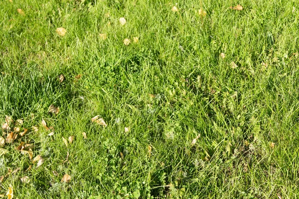 Green Grass Bokeh Blurred Background — Stock Photo, Image
