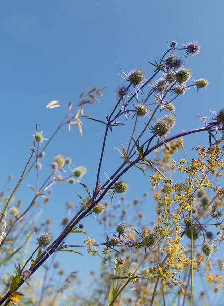 Serratula Coronata Sfondo Cielo Blu Focus Selettivo Concetto Social Network — Foto Stock