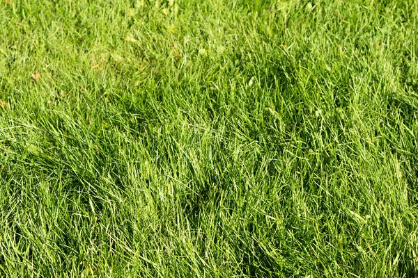 Green Grass Bokeh Blurred Background — Stock Photo, Image