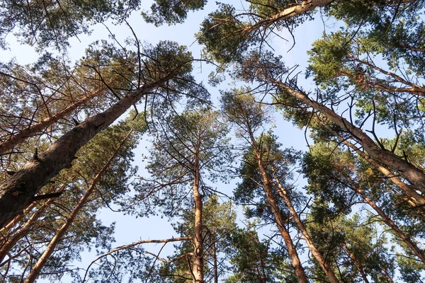 Vista Pineta Dal Basso Verso Cielo — Foto Stock