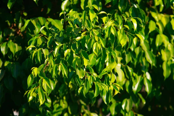 Grüne Blätter Eines Zauns Die Natur Als Hintergrund — Stockfoto