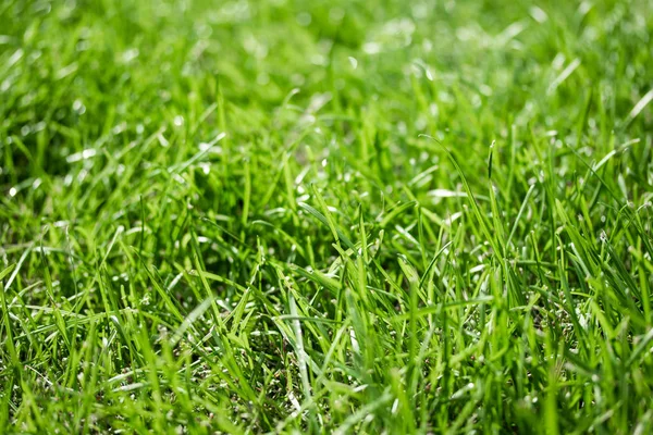 Groen Gras Met Een Achtergrond Bokeh Wazig — Stockfoto