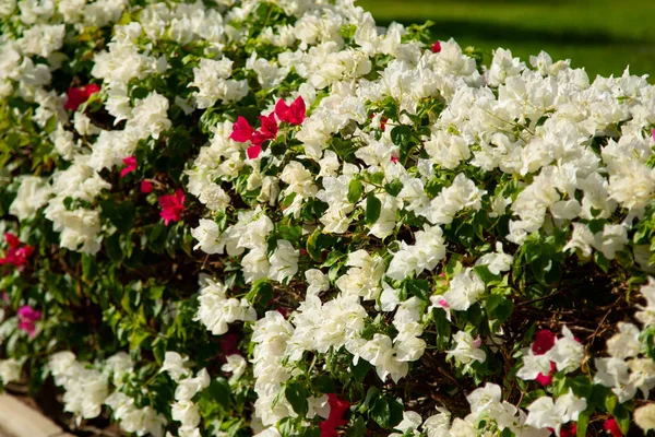 Bougainvillea Bloemen Levende Hek — Stockfoto