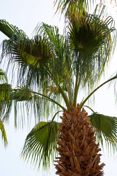 Gökyüzü Arka Plan Üzerinde Palmiye Ağaçlarının Yaprakları — Stok fotoğraf
