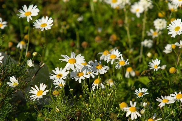 カモミールの花フィールド風景 — ストック写真