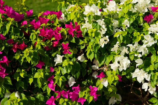 Bougainvillea Цветы Живут Забор — стоковое фото