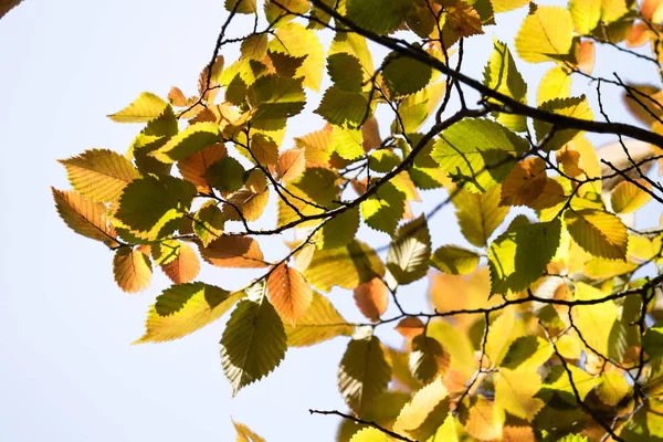 Gele Groene Herfstbladeren Close Landschap — Stockfoto