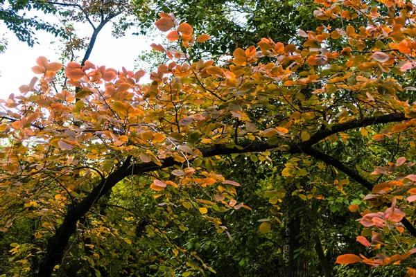 Folhas Vermelhas Amarelas Outono Árvore — Fotografia de Stock